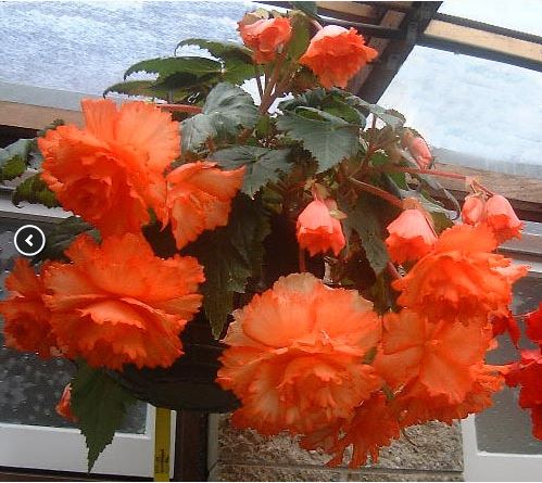 B. ‘Apricot Sensation’